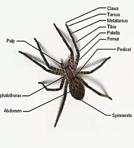 Florida Spiders A1 Home Pest Control