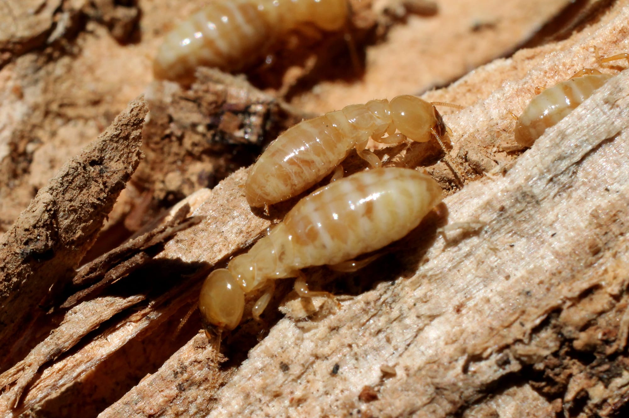 A1 Home Pest Termites