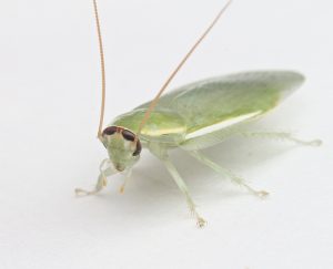 cuban-cockroach